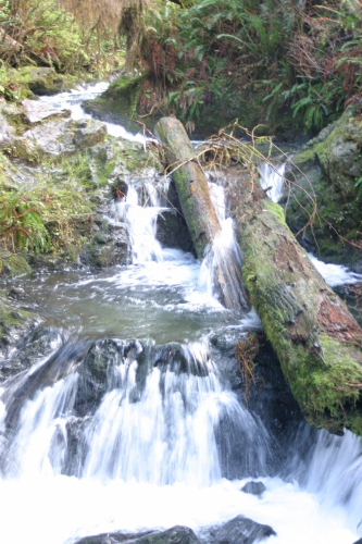 2003 December - Washington - Lake Quinalt - Waterfall 1